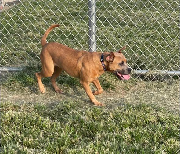 Enlarge Kermit, an adopted mixed breed in North Kansas City, MO image 4/4