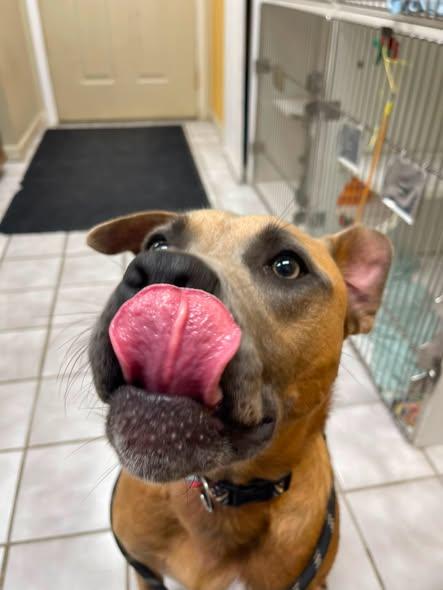 Kermit, adopted, Puppy Male Boxer.