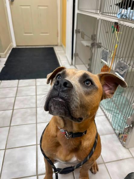 Enlarge Kermit, an adopted mixed breed in North Kansas City, MO image 2/4