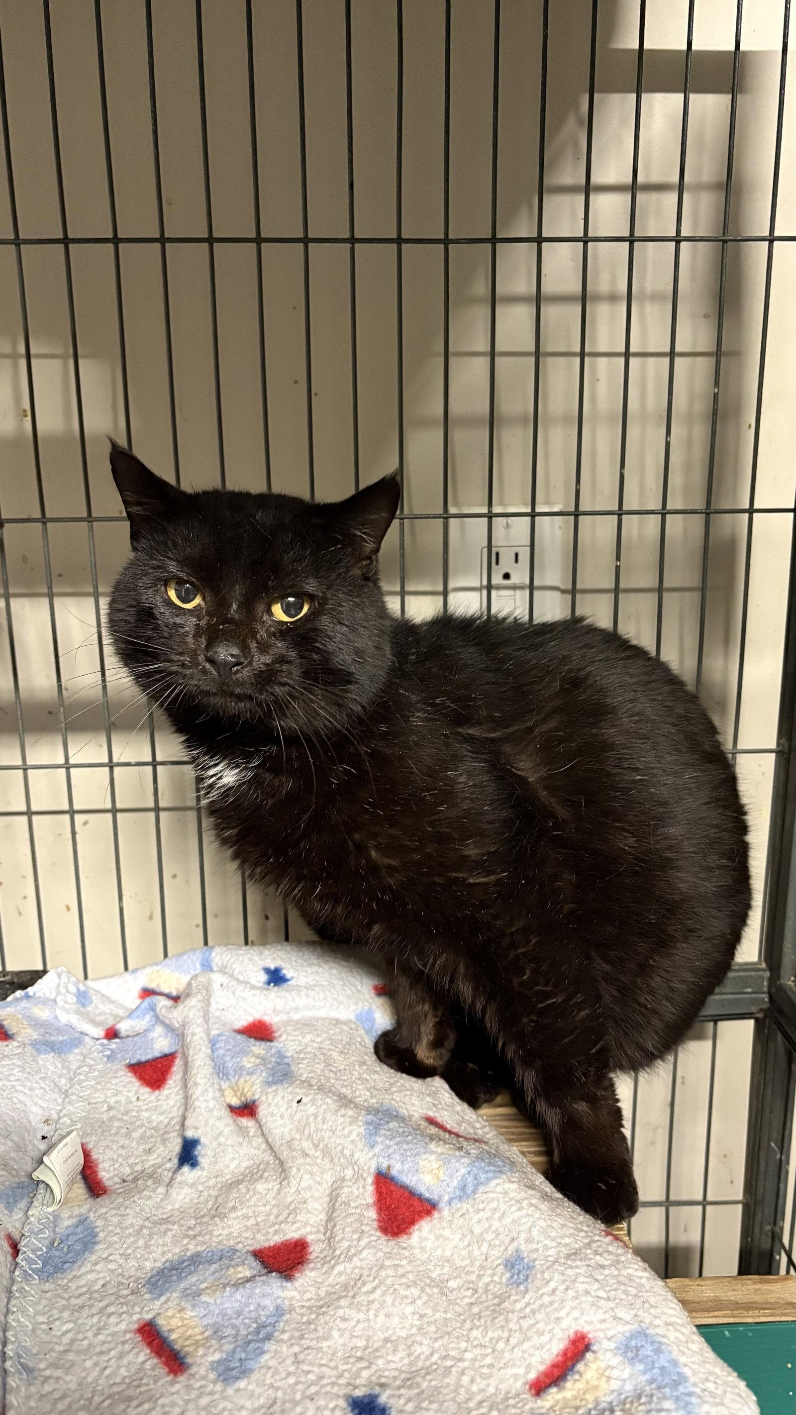 McGyver, Adoptable, Adult Male Domestic Short Hair.