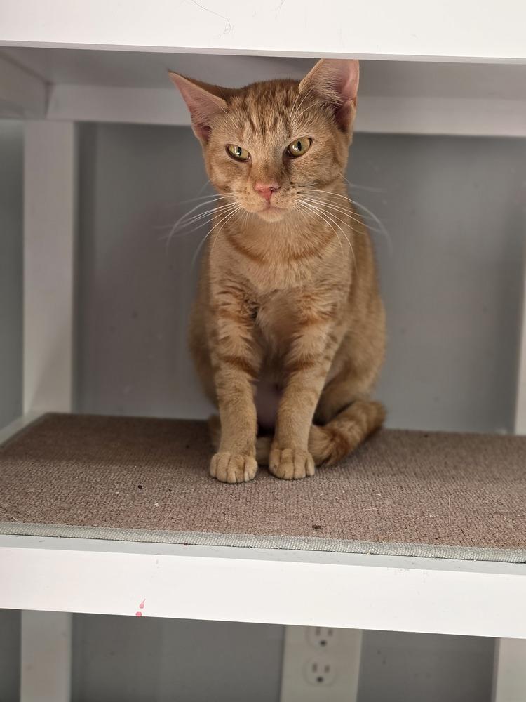 Olivia, Adoptable, Young Female Domestic Medium Hair.