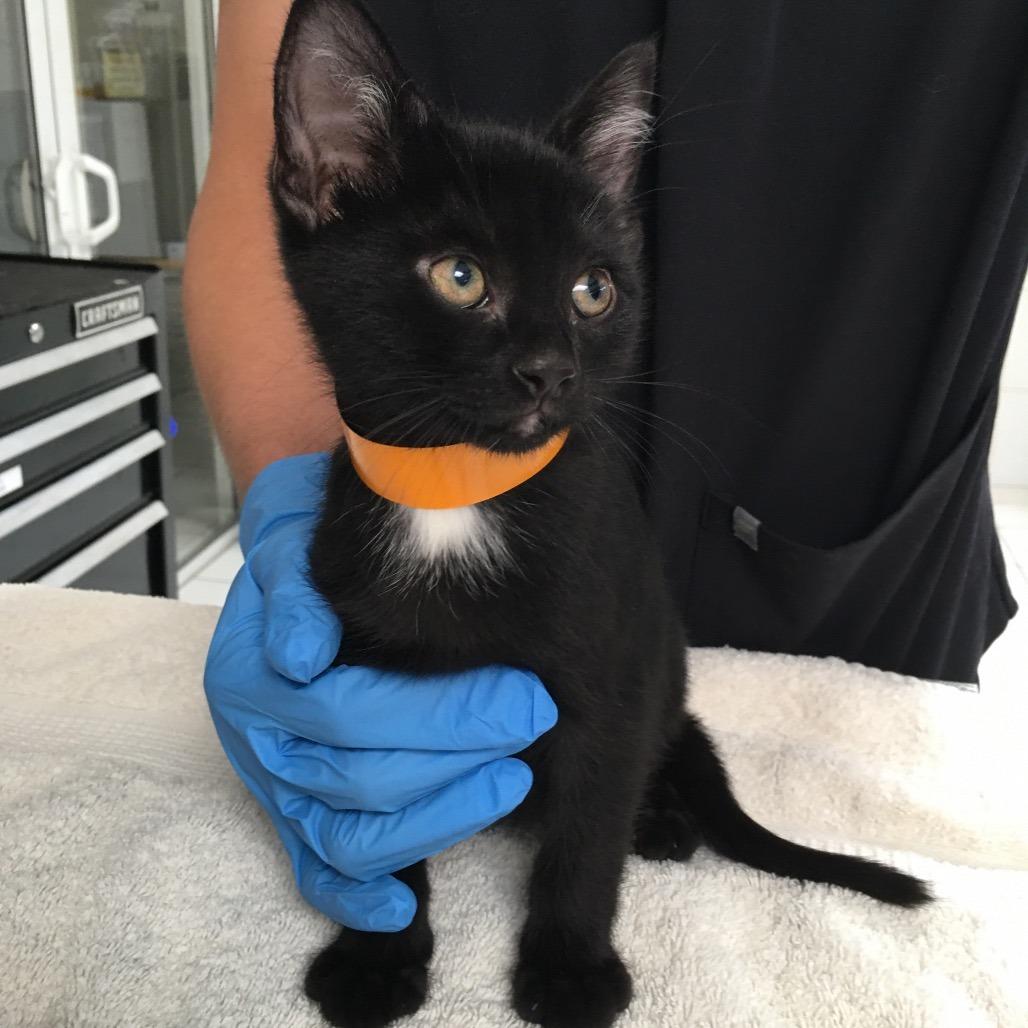 Omeprazole, Adoptable, Kitten Male Domestic Short Hair.