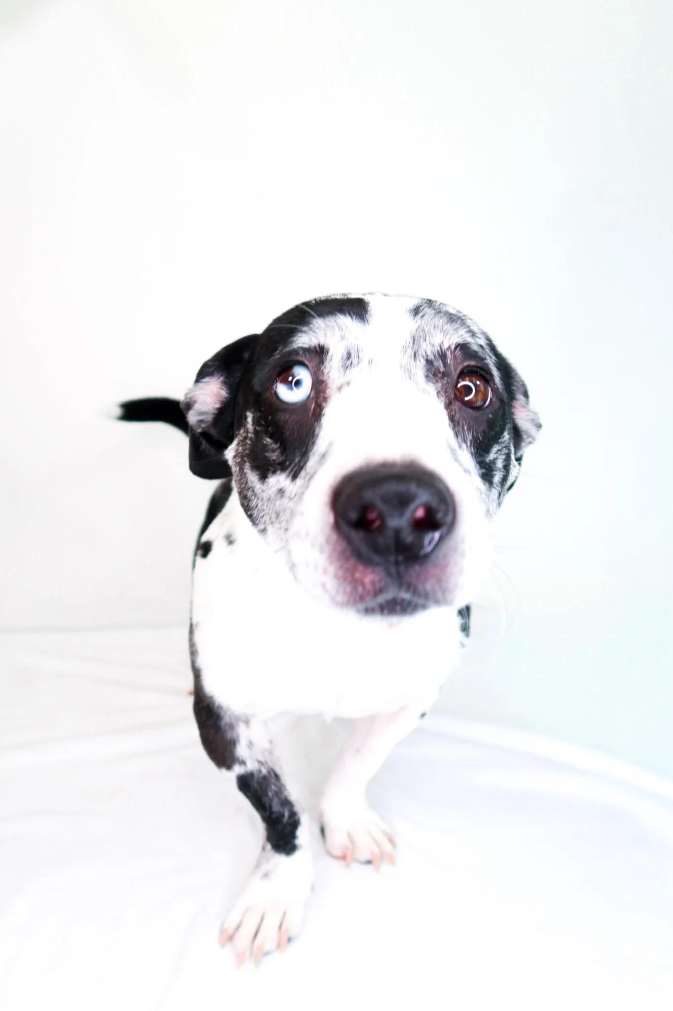 Enlarge John B, a ADOPTABLE mixed breed in Bixby, OK image 3/5