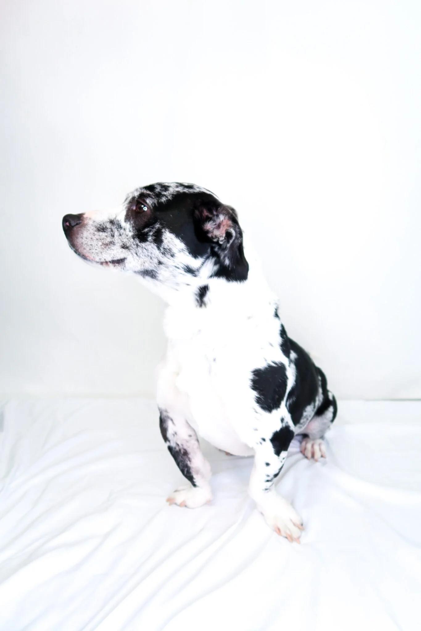 Enlarge John B, a ADOPTABLE mixed breed in Bixby, OK image 4/5