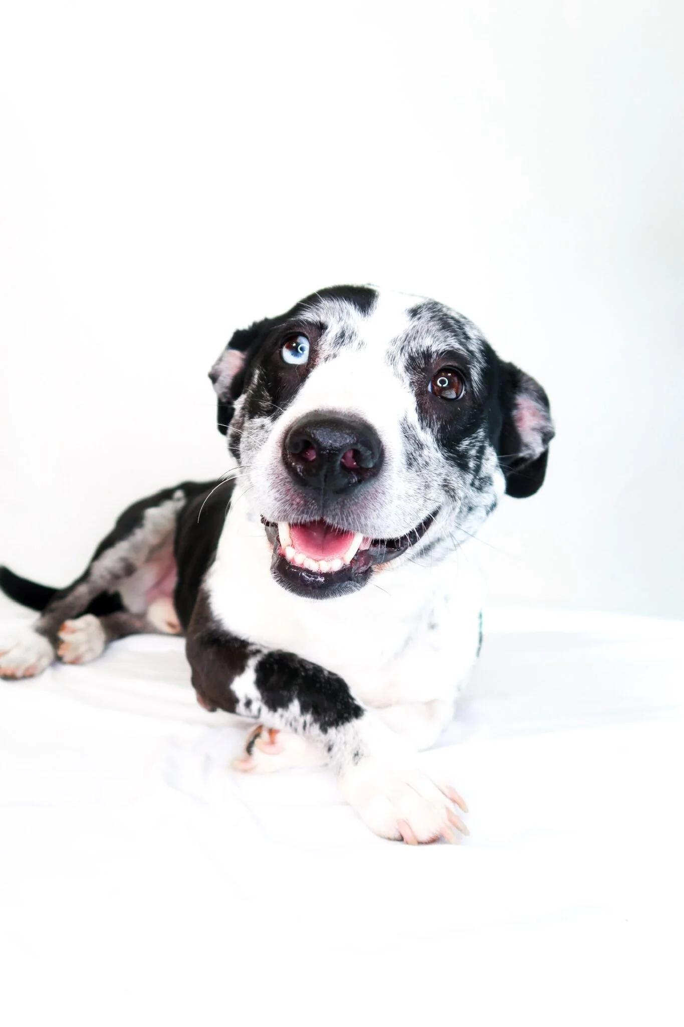 Enlarge John B, a ADOPTABLE mixed breed in Bixby, OK image 1/5