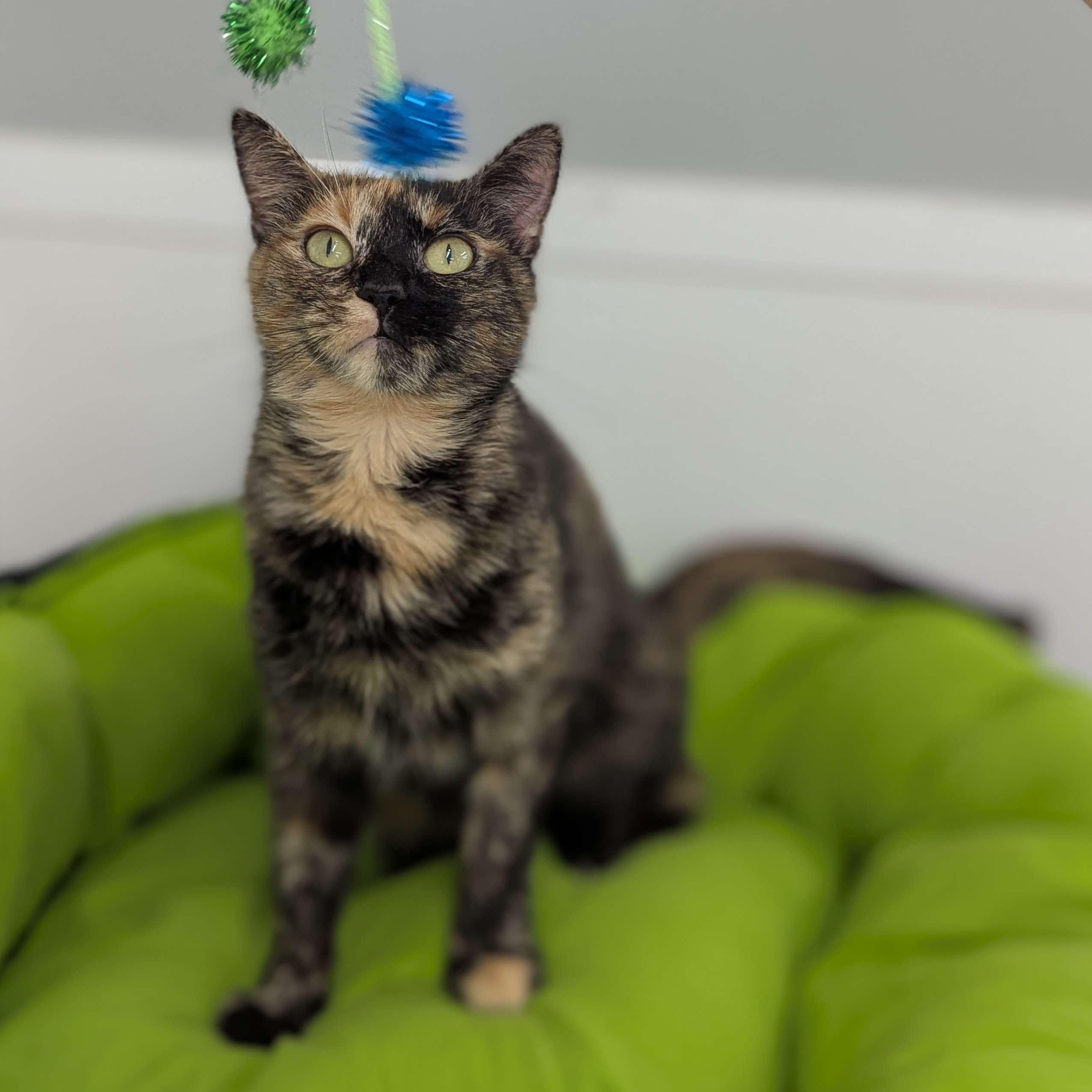 Anchovy - Secret Admirer