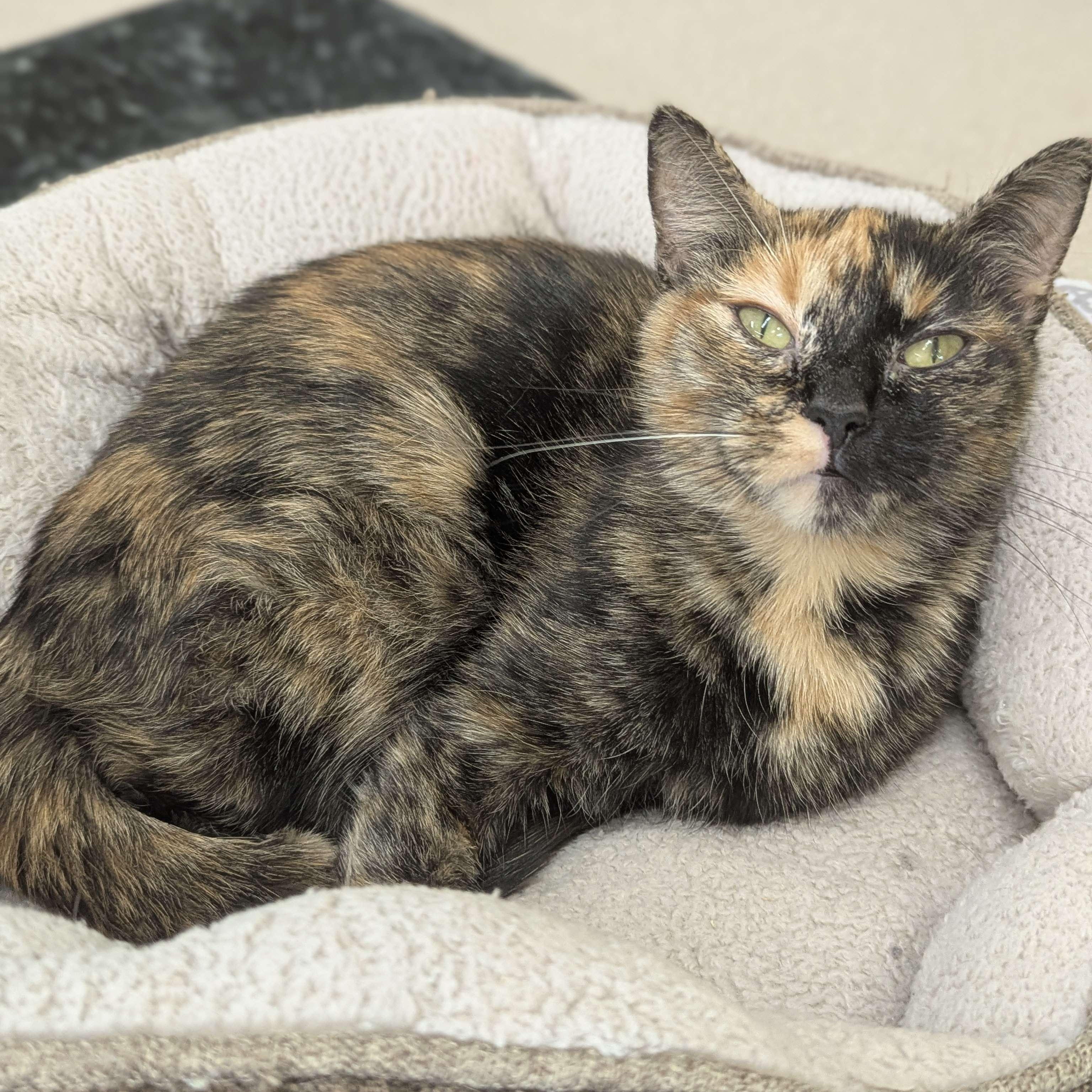 Anchovy - Secret Admirer