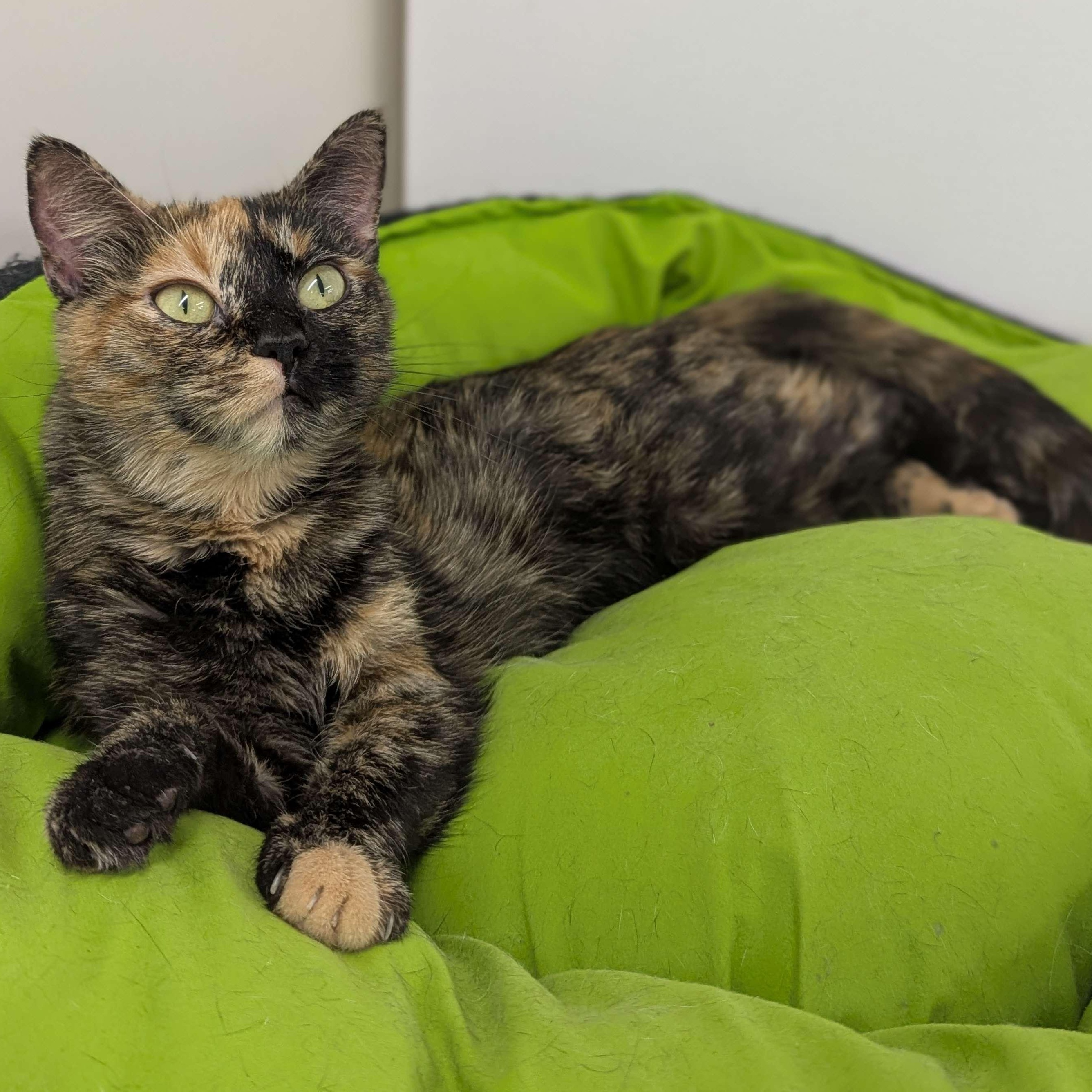 Anchovy - Secret Admirer