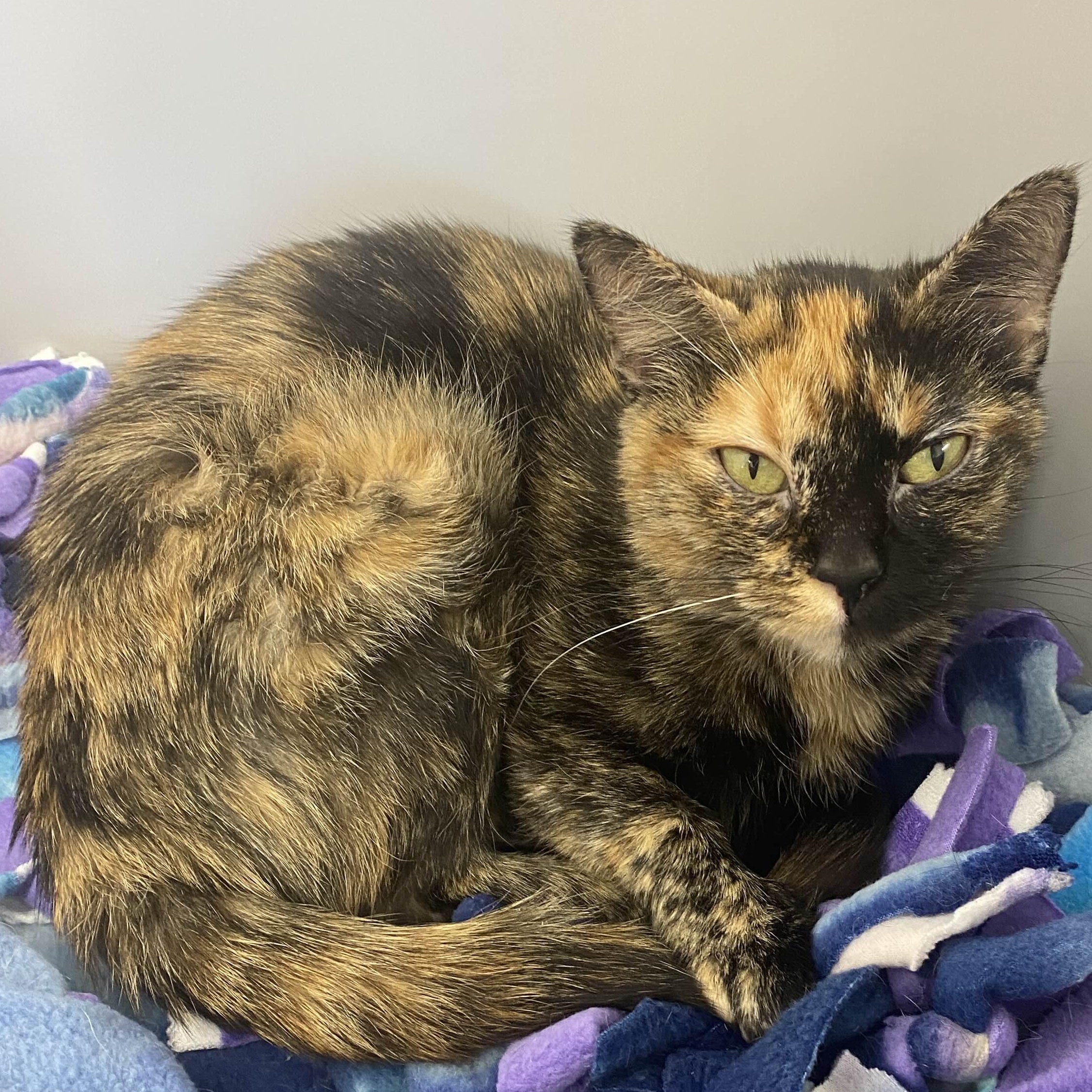 Anchovy - Secret Admirer