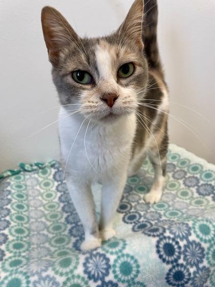 June, Adoptable, Senior Female Domestic Short Hair & Domestic Short Hair.