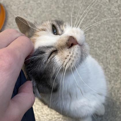 Enlarge June, a Adoptable mixed breed in Madison, WI image 2/3