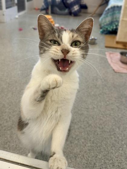 Enlarge June, a Adoptable mixed breed in Madison, WI image 3/3