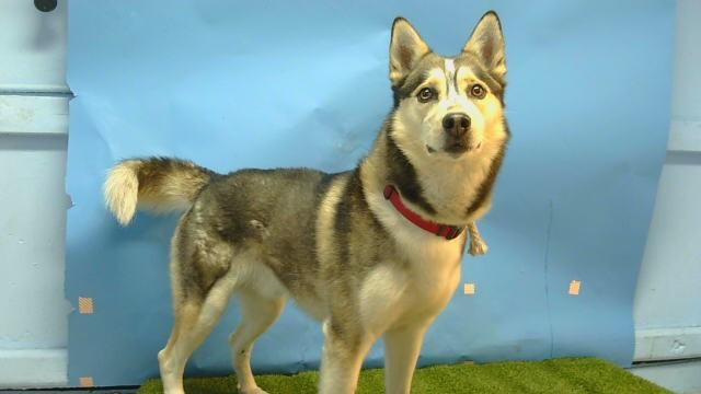 JASPER, Adoptable, Young Male Siberian Husky & Mixed Breed.