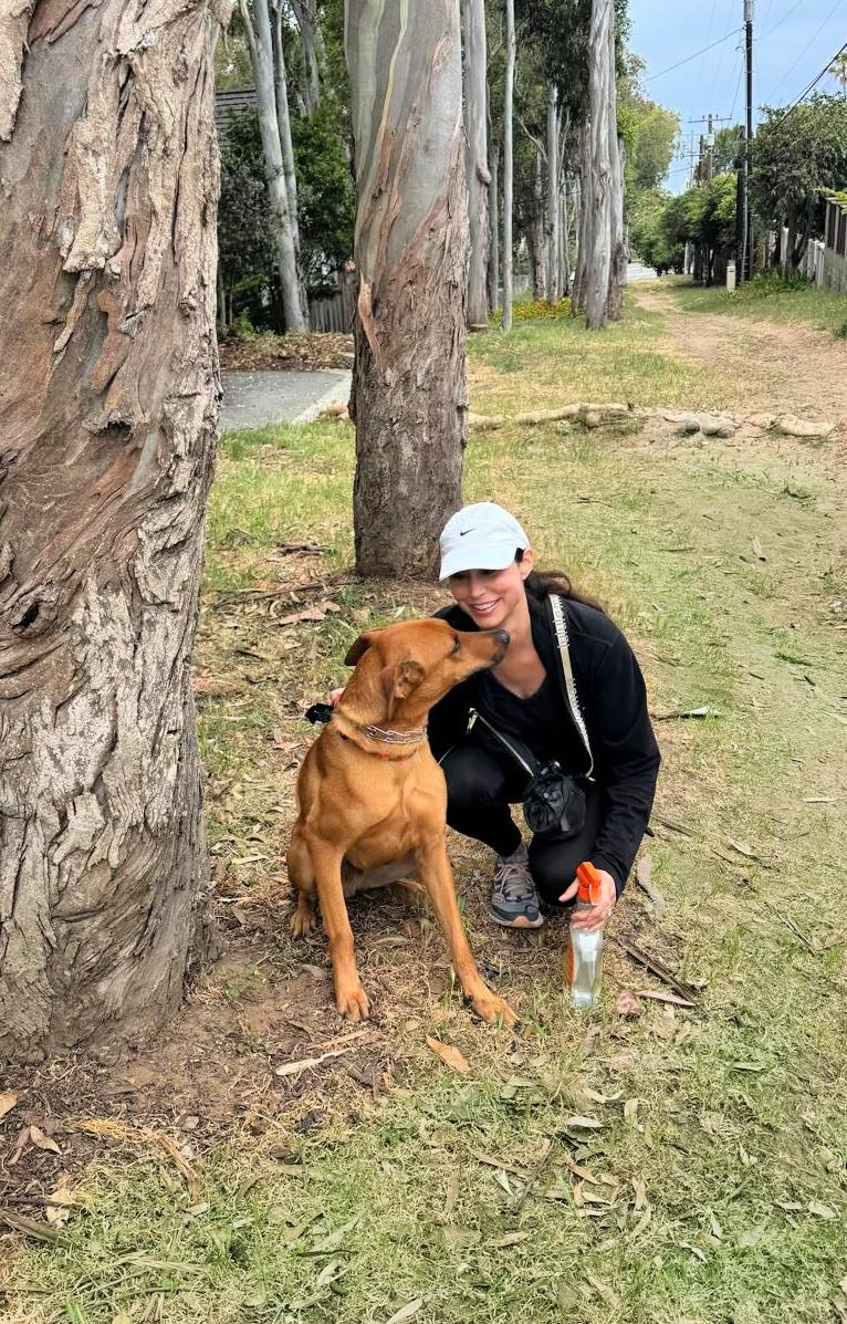 Enlarge Roger is amazing!, a Adopted mixed breed in Redondo Beach, CA image 1/6