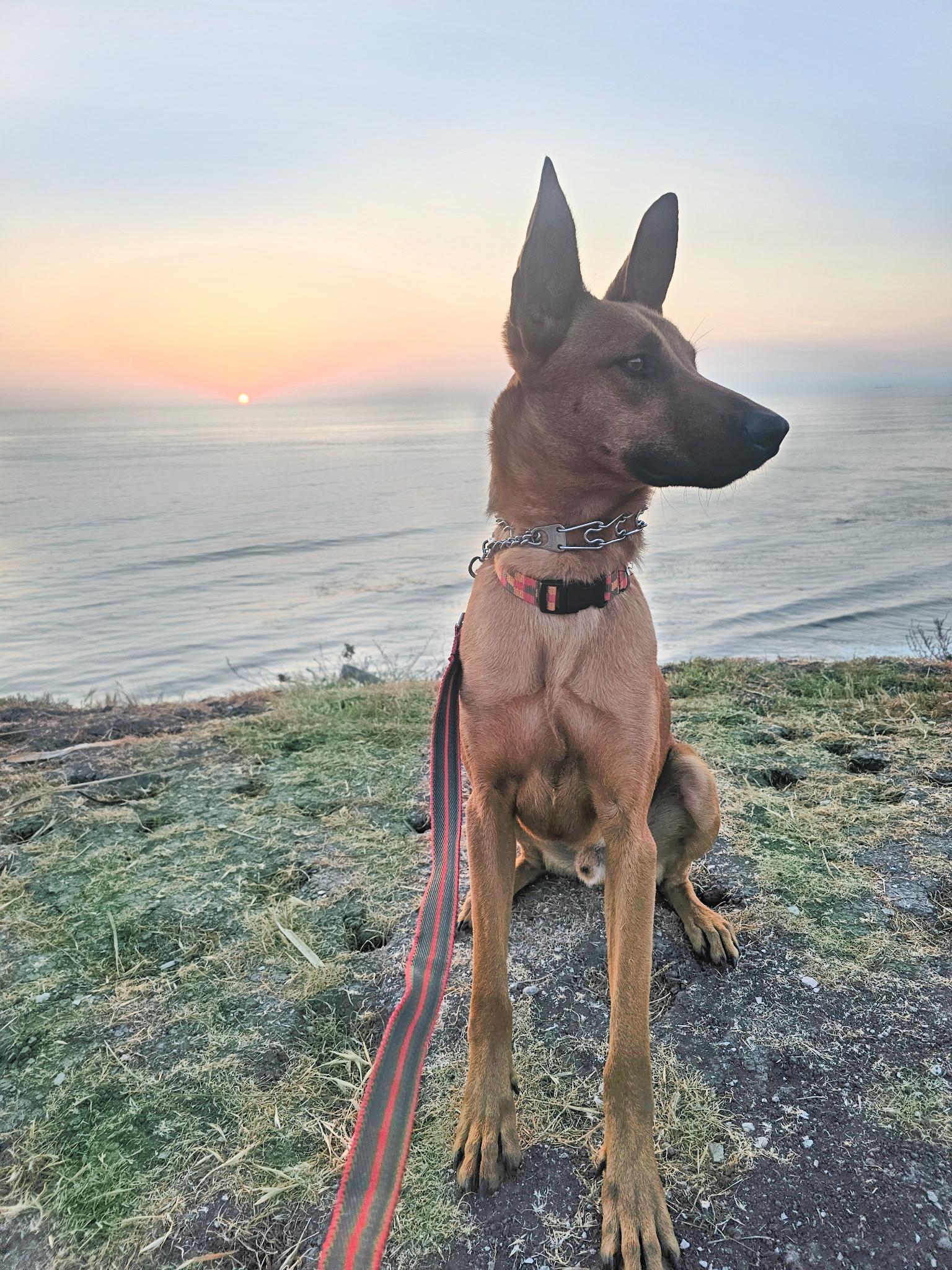 Enlarge Roger is amazing!, a Adopted mixed breed in Redondo Beach, CA image 2/6