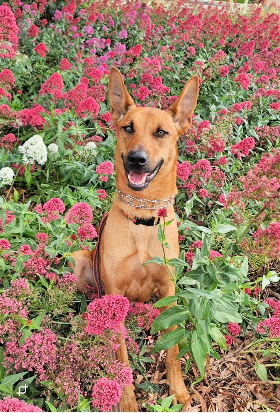 Enlarge Roger is amazing!, a Adopted mixed breed in Redondo Beach, CA image 3/6