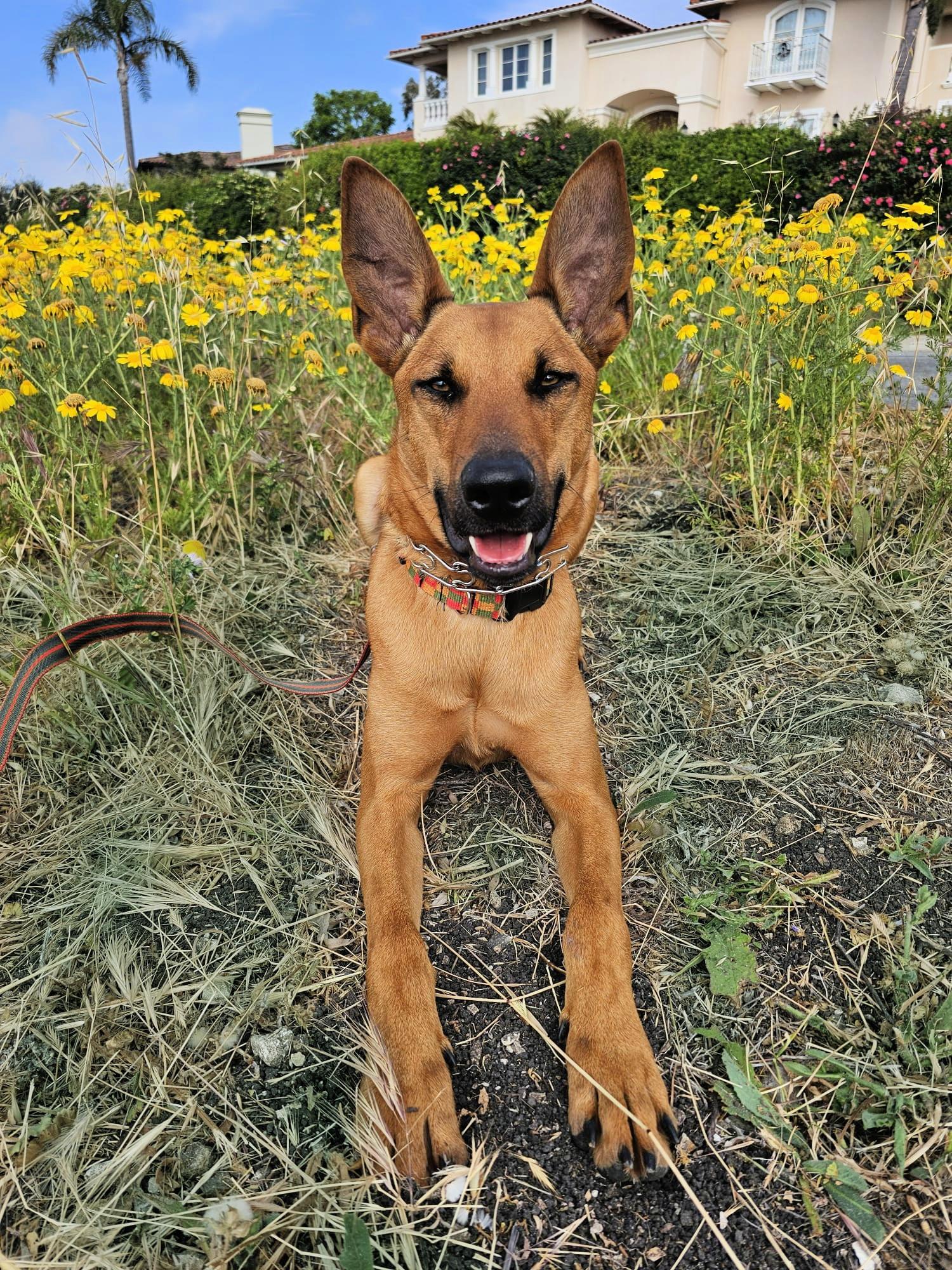 Enlarge Roger is amazing!, a Adopted mixed breed in Redondo Beach, CA image 4/6