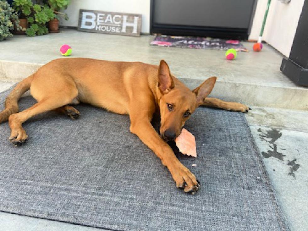 Enlarge Roger is amazing!, a Adopted mixed breed in Redondo Beach, CA image 5/6