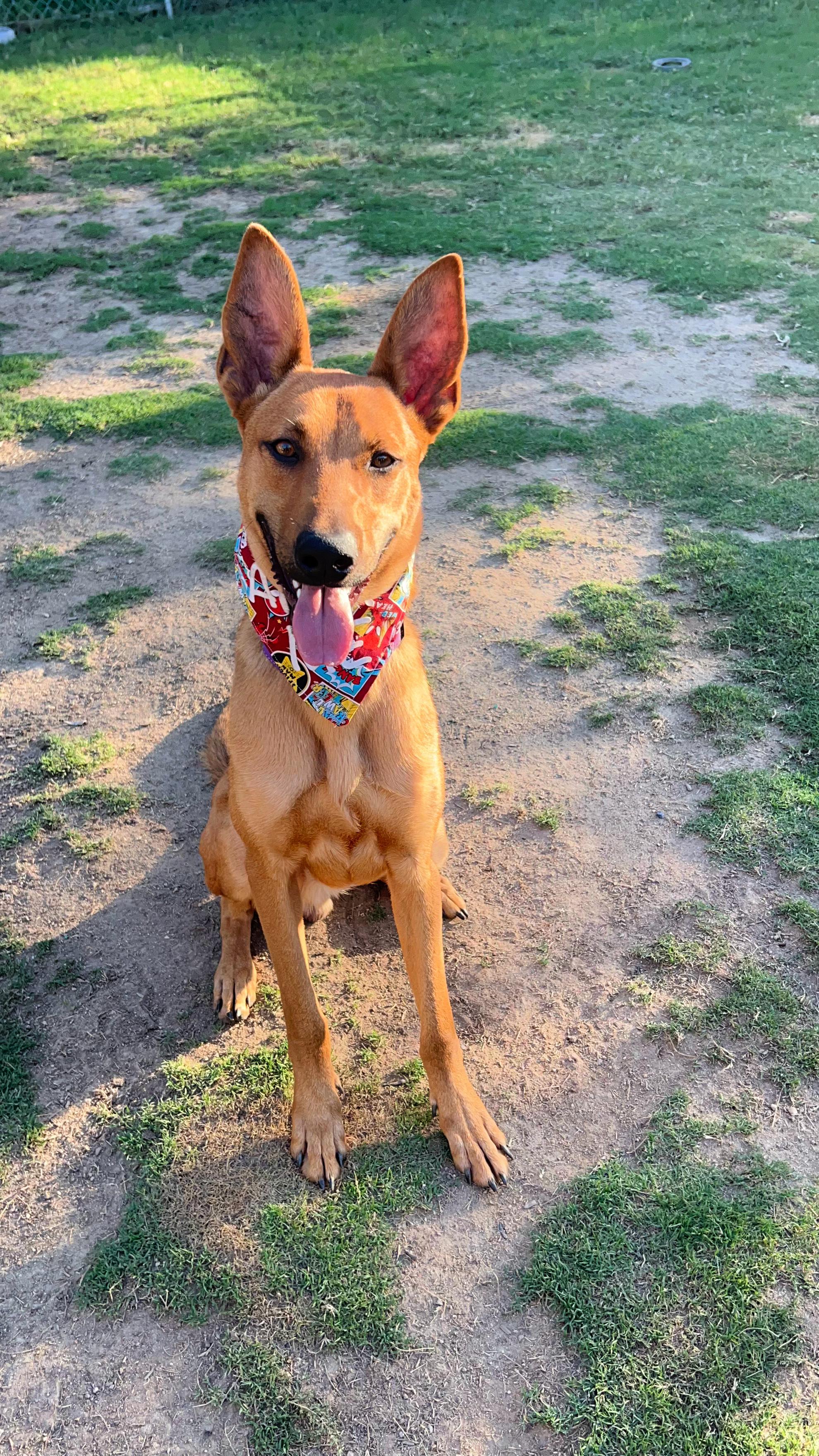 Enlarge Roger is amazing!, a Adopted mixed breed in Redondo Beach, CA image 6/6