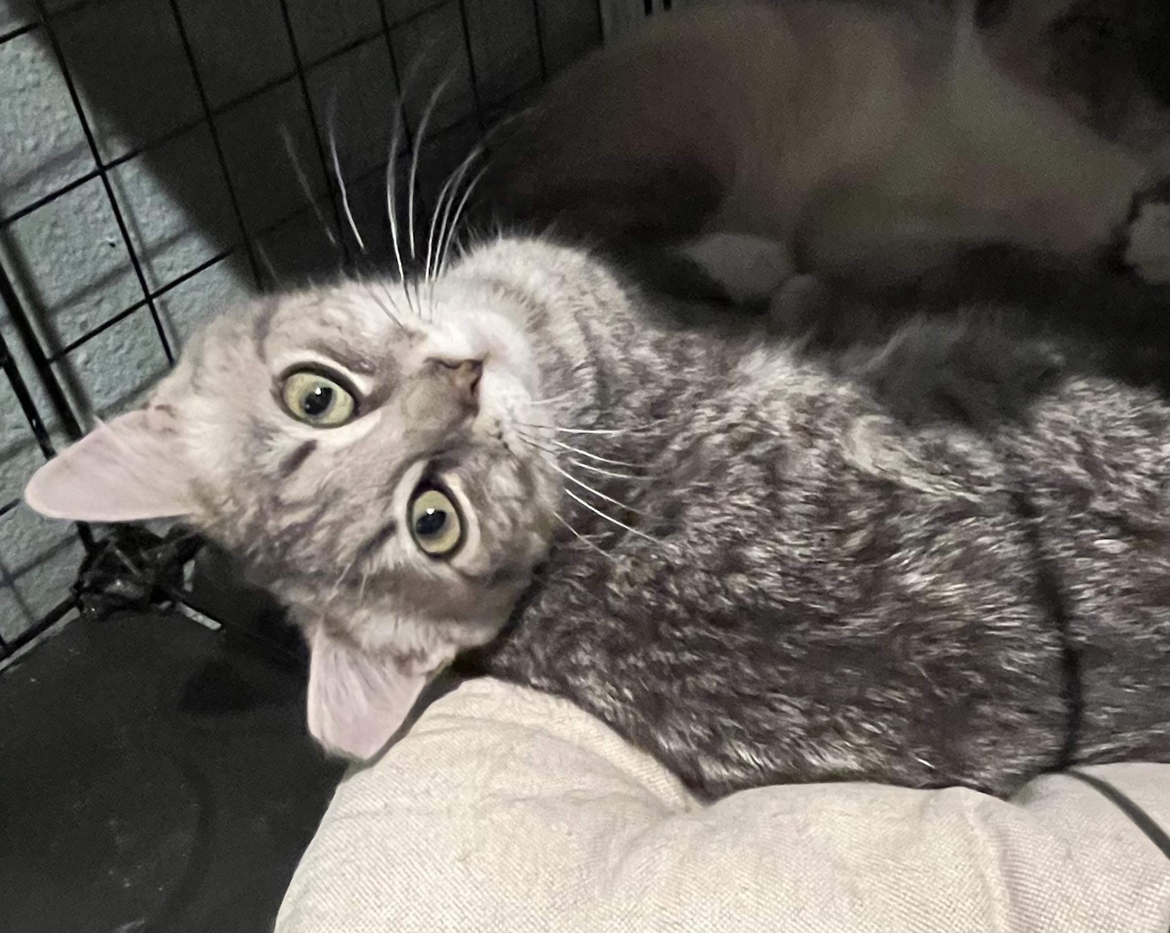 Doris Day, Adoptable, Young Female Domestic Short Hair.