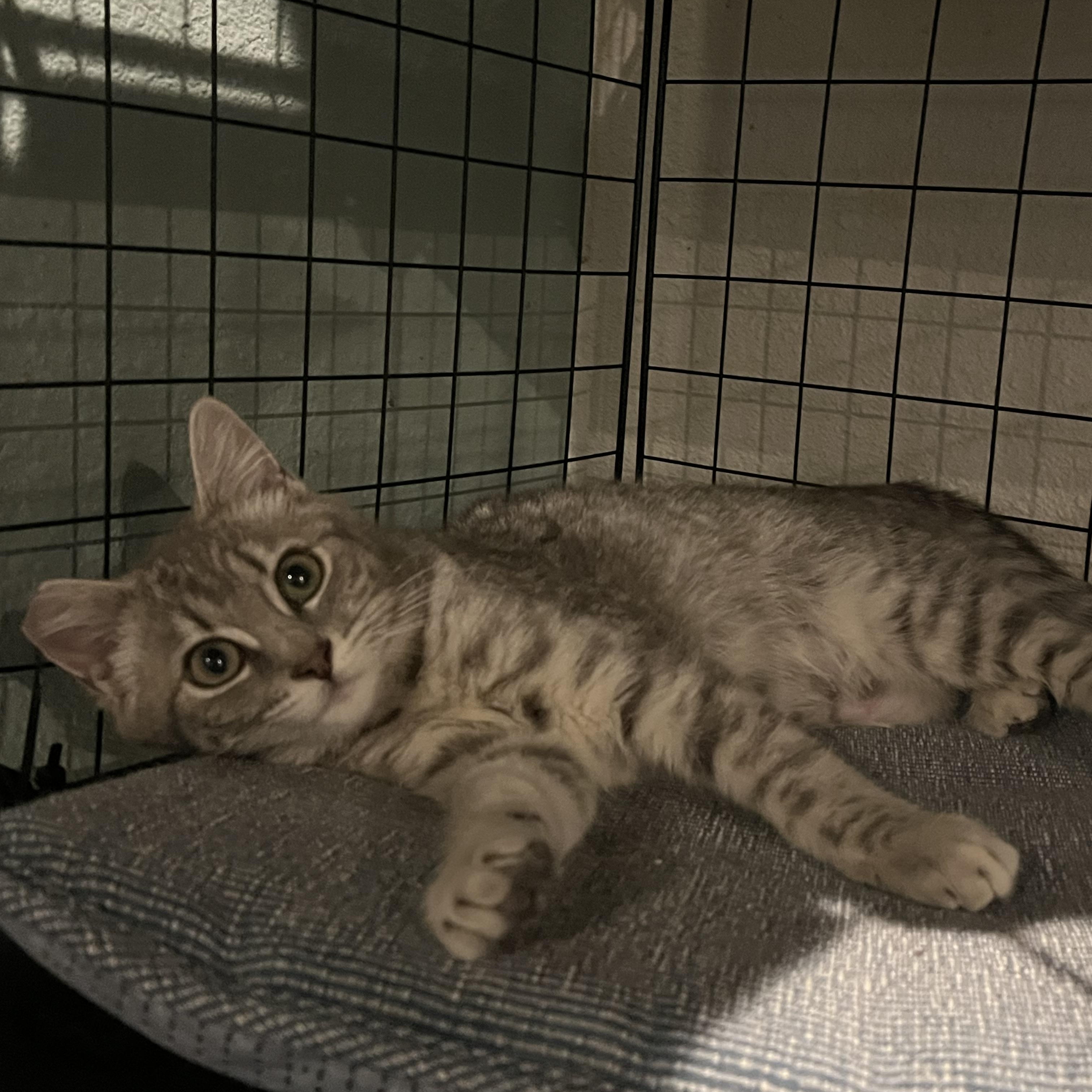 Doris Day, a Adoptable Domestic Short Hair in Gresham, OR image 2/4