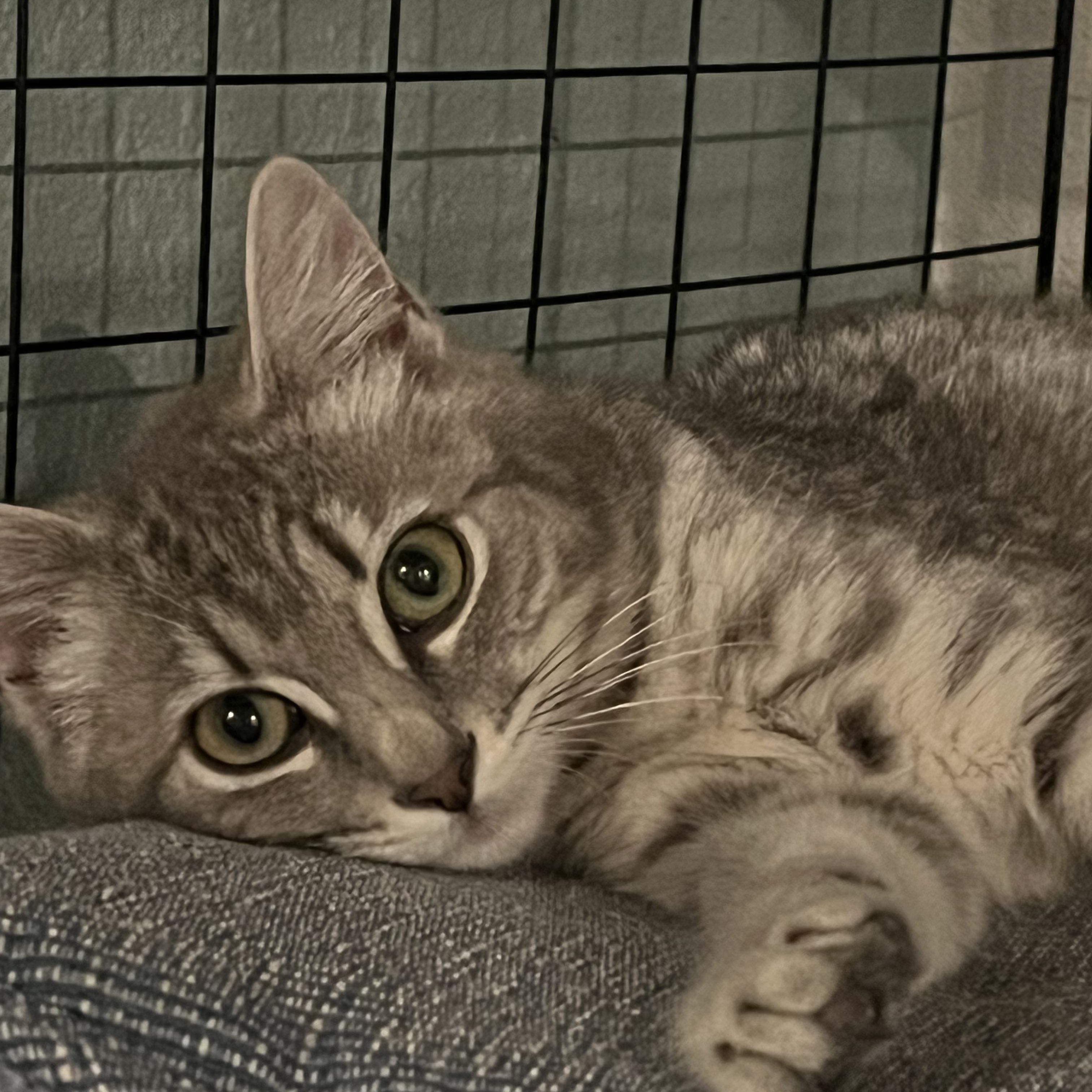 Doris Day, a Adoptable Domestic Short Hair in Gresham, OR image 3/4