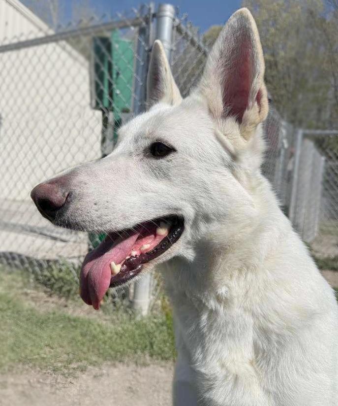 Enlarge Bella, an adoptable mixed breed in Benton Harbor, MI image 2/3