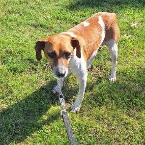 Meryl, Adoptable, Adult Female Chihuahua.