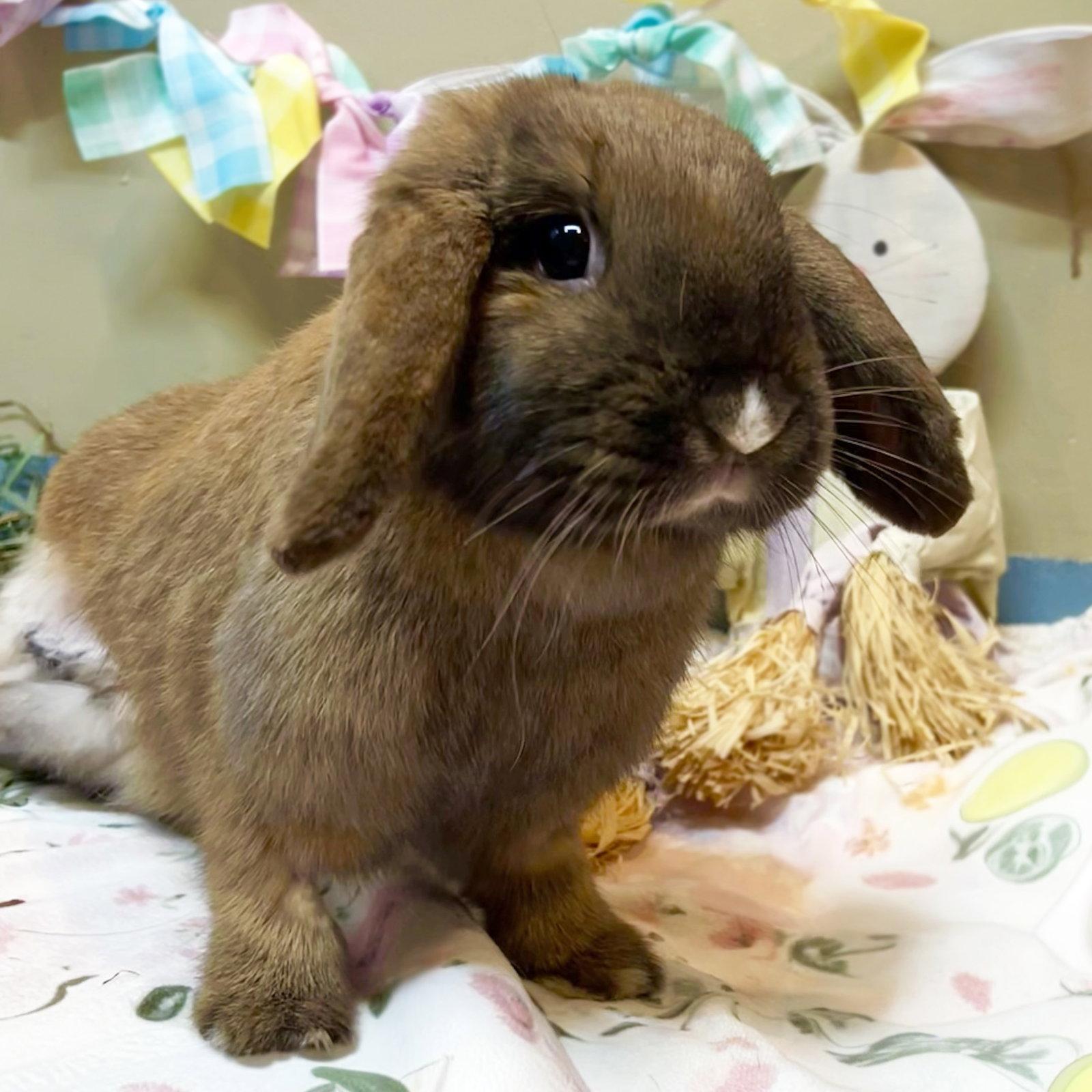 Enlarge Lorelai, a Adoptable Holland Lop in Great Neck, NY image 1/3