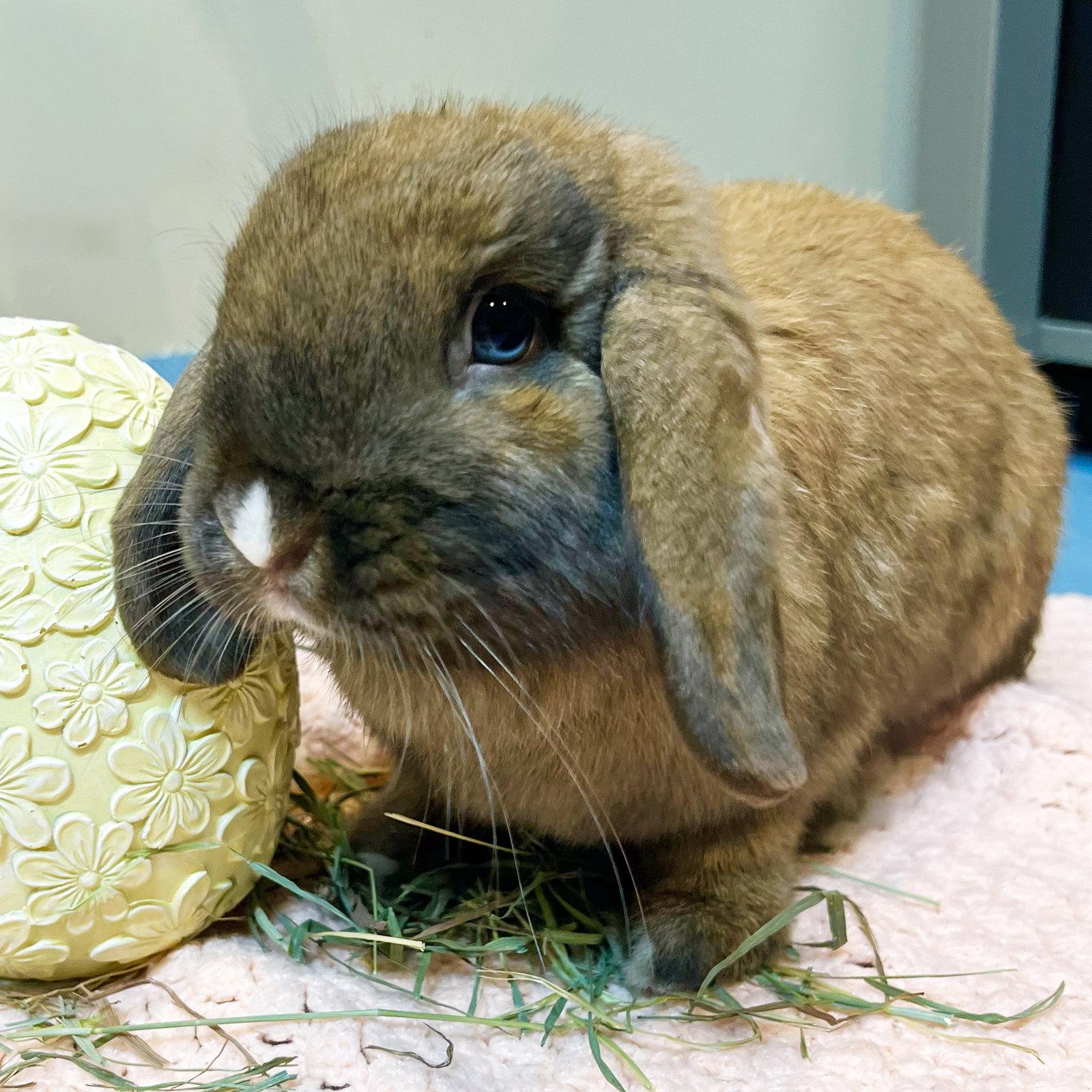 Enlarge Lorelai, a Adoptable Holland Lop in Great Neck, NY image 2/3