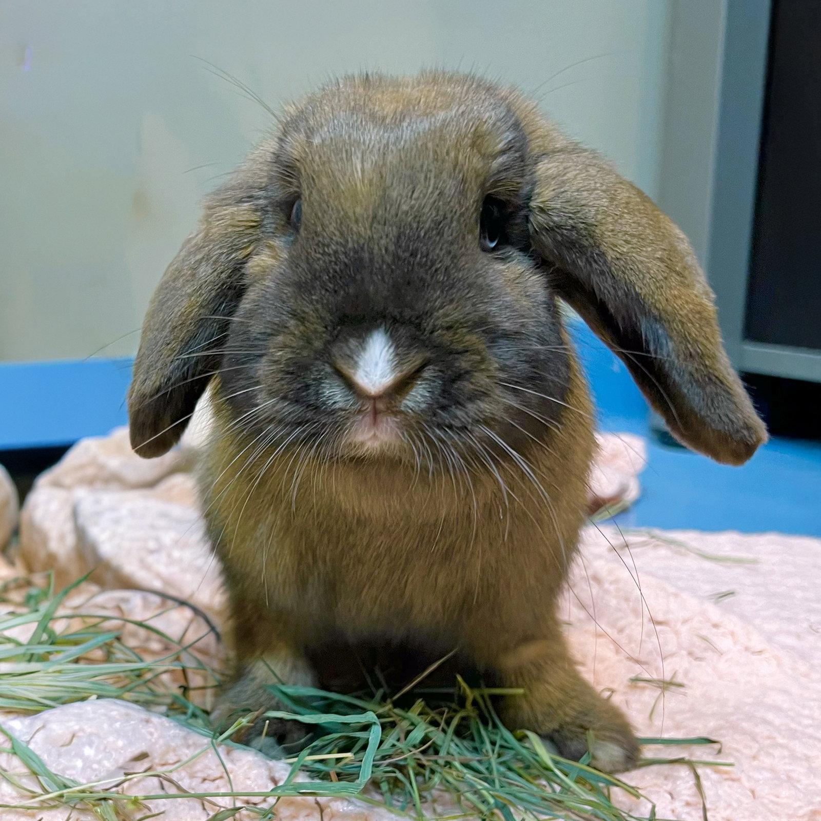 Enlarge Lorelai, a Adoptable Holland Lop in Great Neck, NY image 3/3