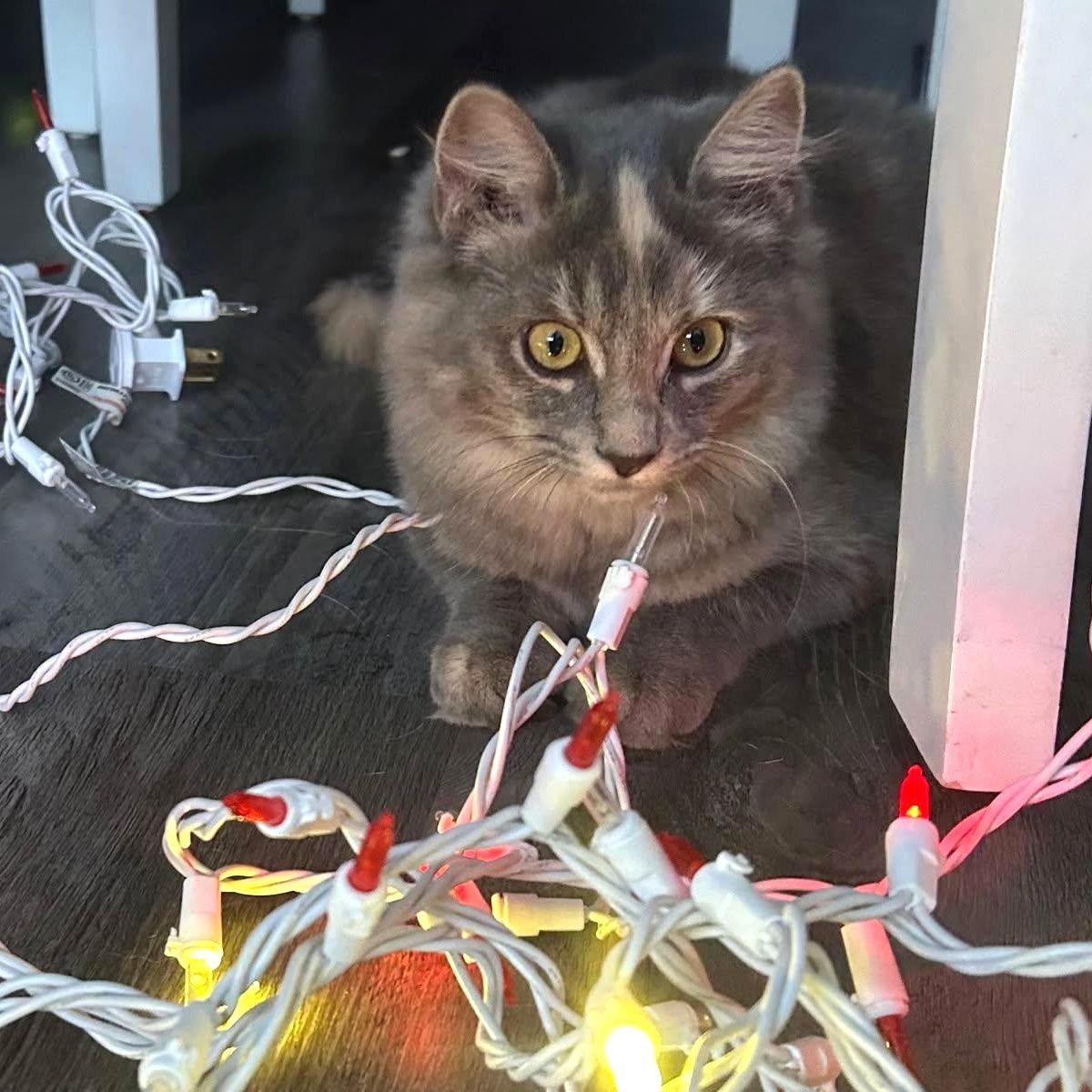 Enlarge Annalise, an adopted Dilute Calico in Wilmington, OH image 1/1