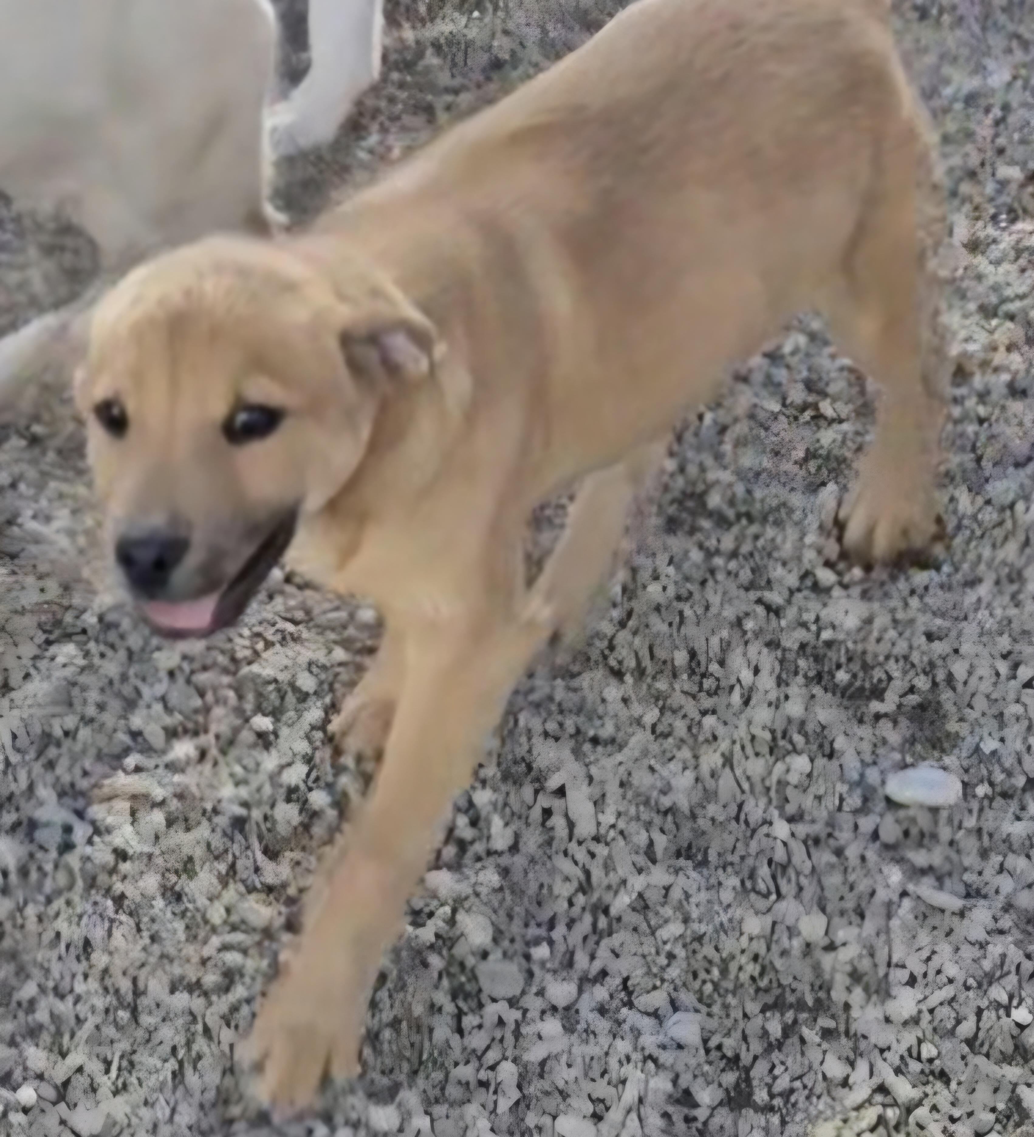 Costello, an adopted mixed breed in Salt Lake City, UT image 2/2