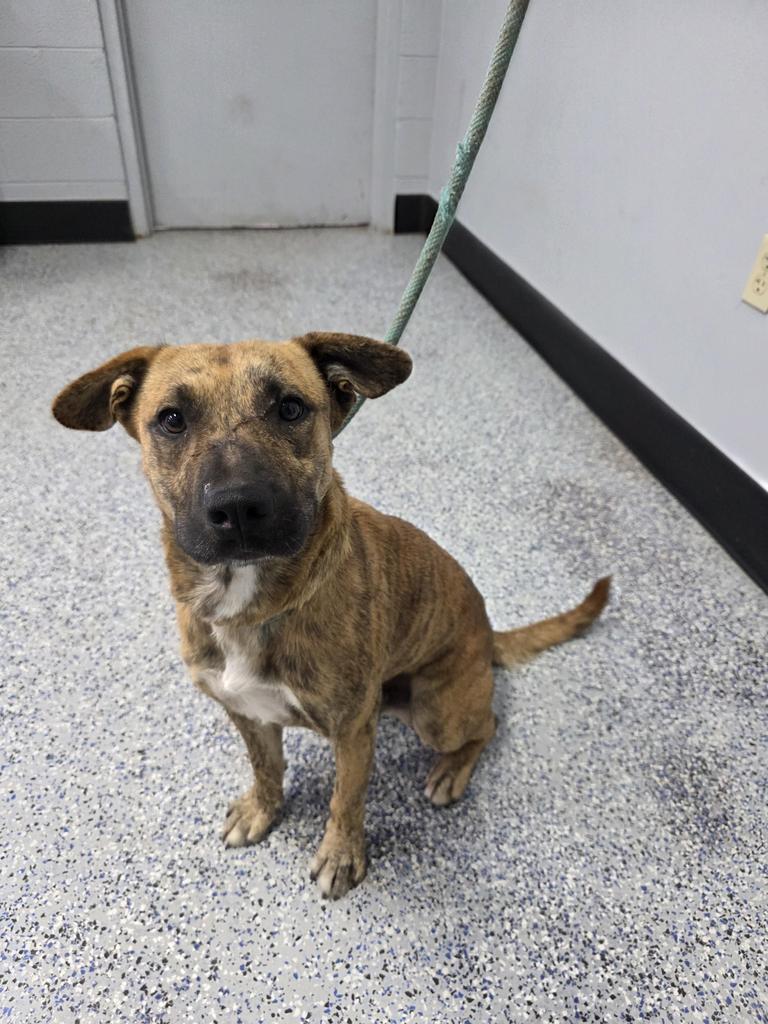 Enlarge Tigger, a Adoptable mixed breed in Holbrook, AZ image 1/1