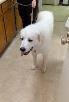 Sebastian Great Pyrenes Puppy 88 pounds Fully Vetted and Happy1