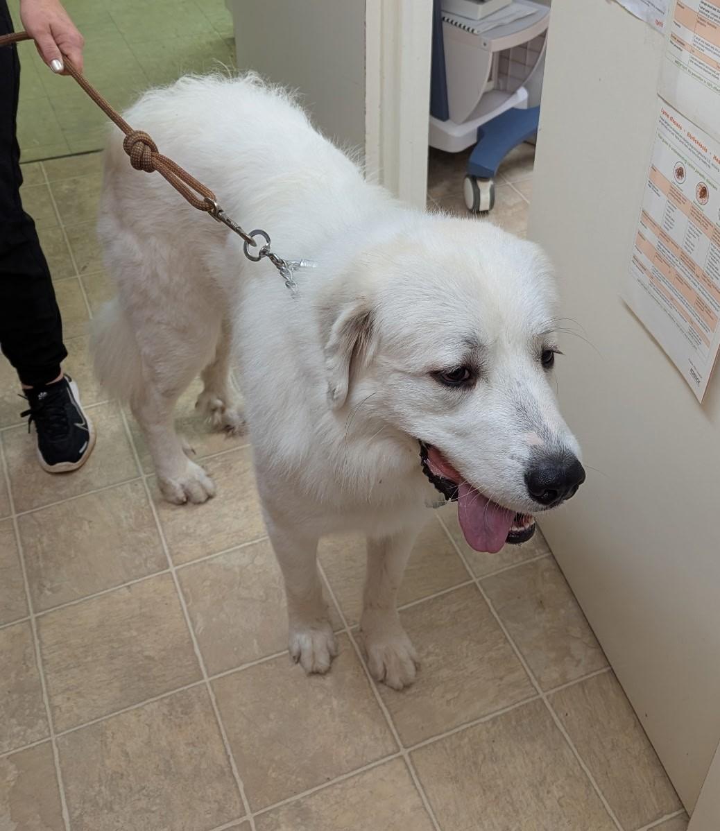 Sebastian Great Pyrenes Puppy 88 pounds Fully Vetted and Happy1