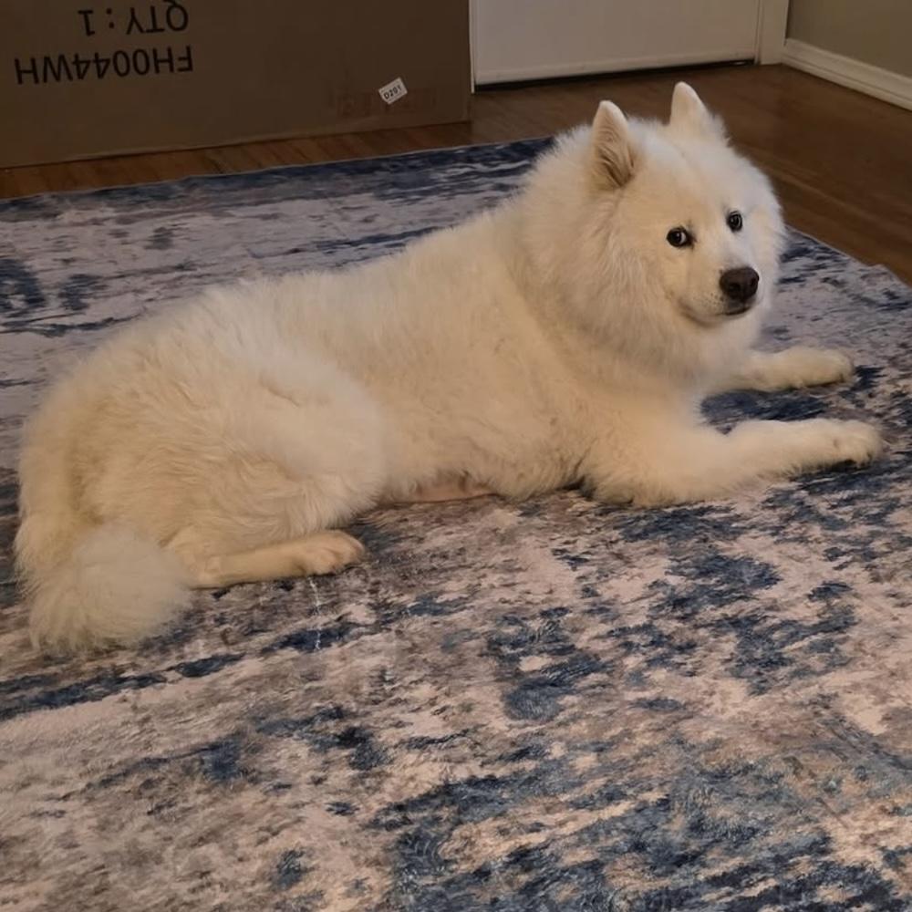 CLOUDY, an adoptable Samoyed in Los Angeles, CA, 90019 | Photo Image 3
