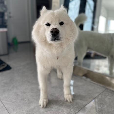 CLOUDY, an adoptable Samoyed in Los Angeles, CA, 90019 | Photo Image 2