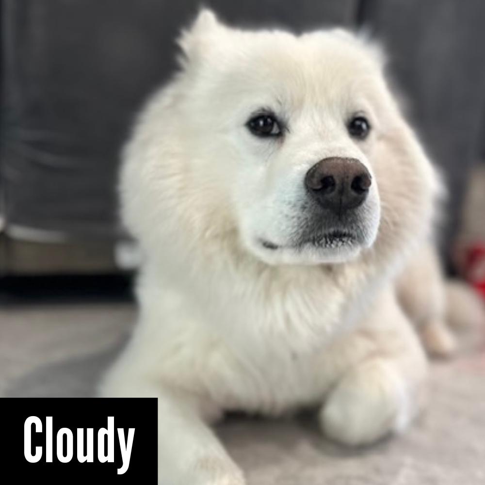 CLOUDY, an adoptable Samoyed in Los Angeles, CA, 90019 | Photo Image 1