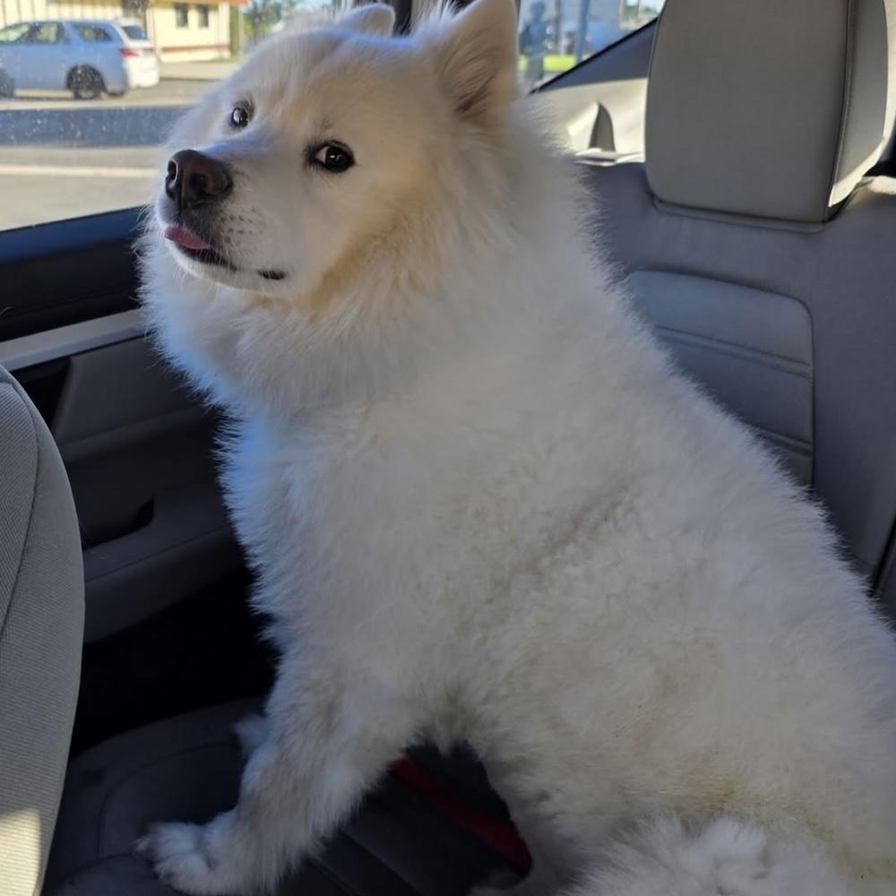 CLOUDY, an adoptable Samoyed in Los Angeles, CA, 90019 | Photo Image 4