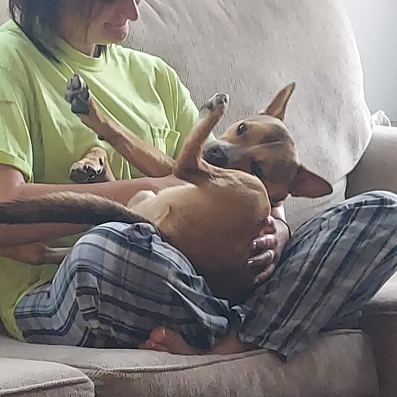 Enlarge Caleb, a Adoptable mixed breed in Los Angeles, CA image 1/5