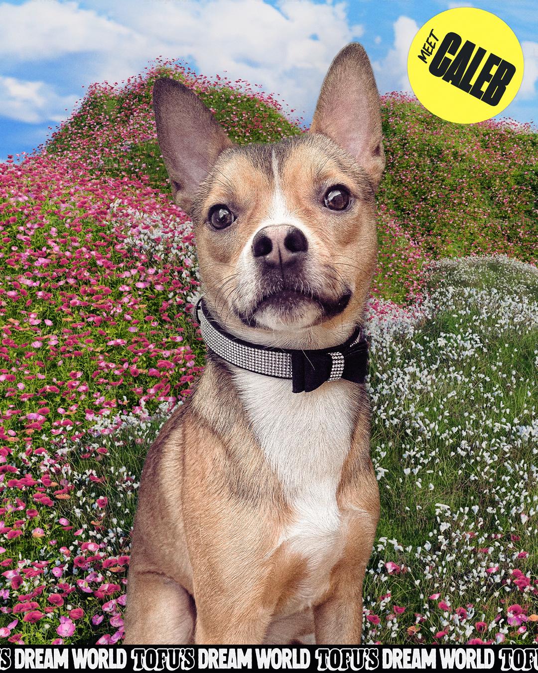 Caleb, Adoptable, Young Male Chihuahua.