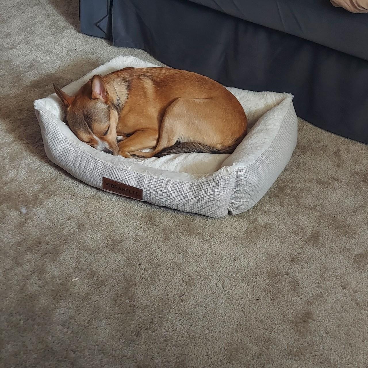 Enlarge Caleb, a Adoptable mixed breed in Los Angeles, CA image 2/5