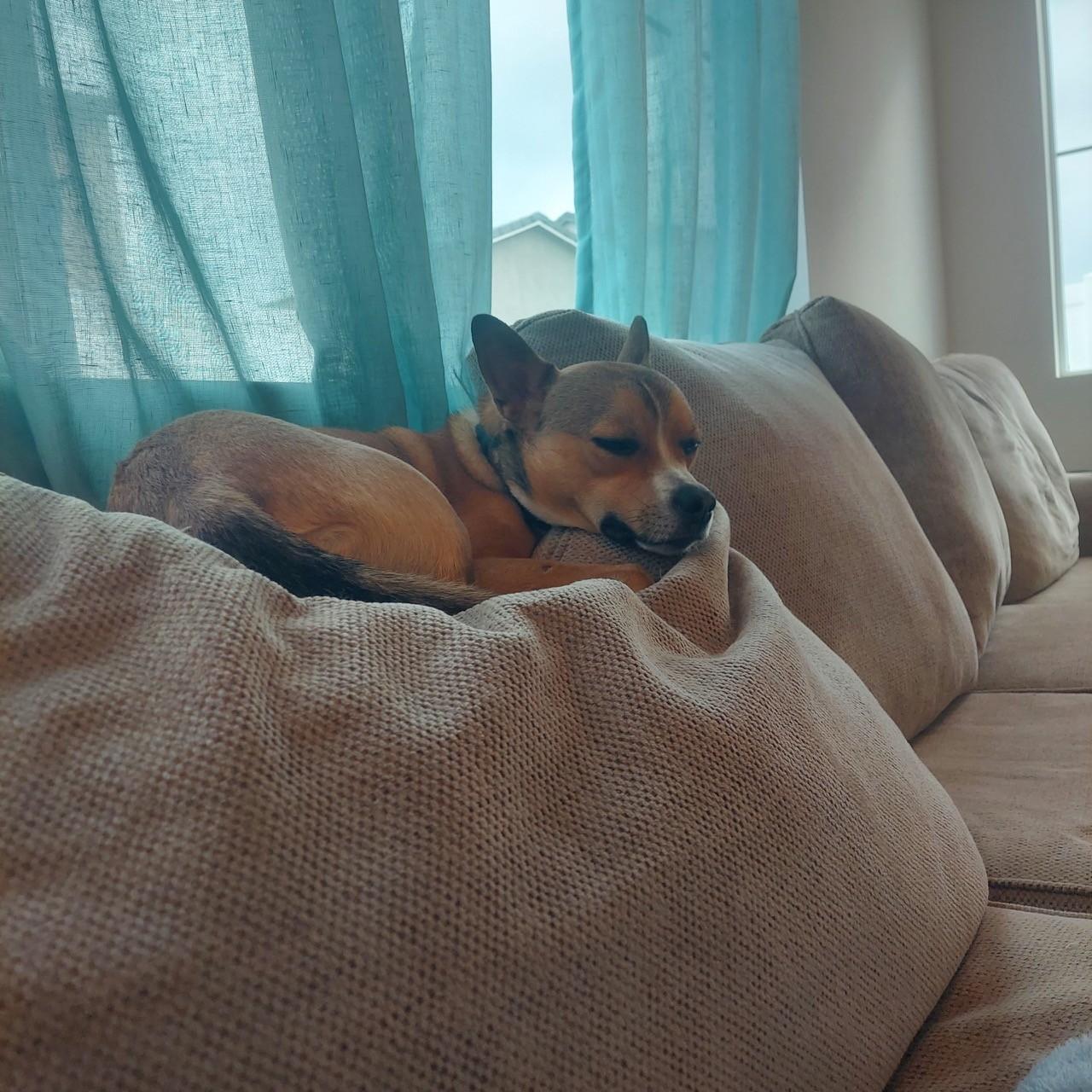 Enlarge Caleb, a Adoptable mixed breed in Los Angeles, CA image 3/5