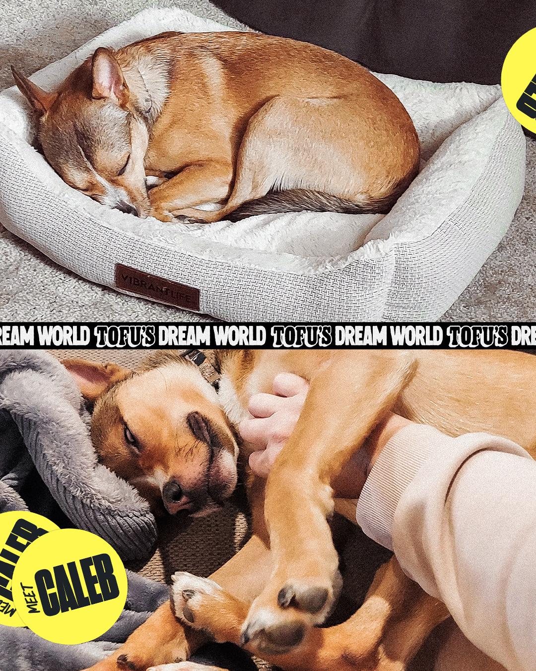 Enlarge Caleb, a Adoptable mixed breed in Los Angeles, CA image 4/6