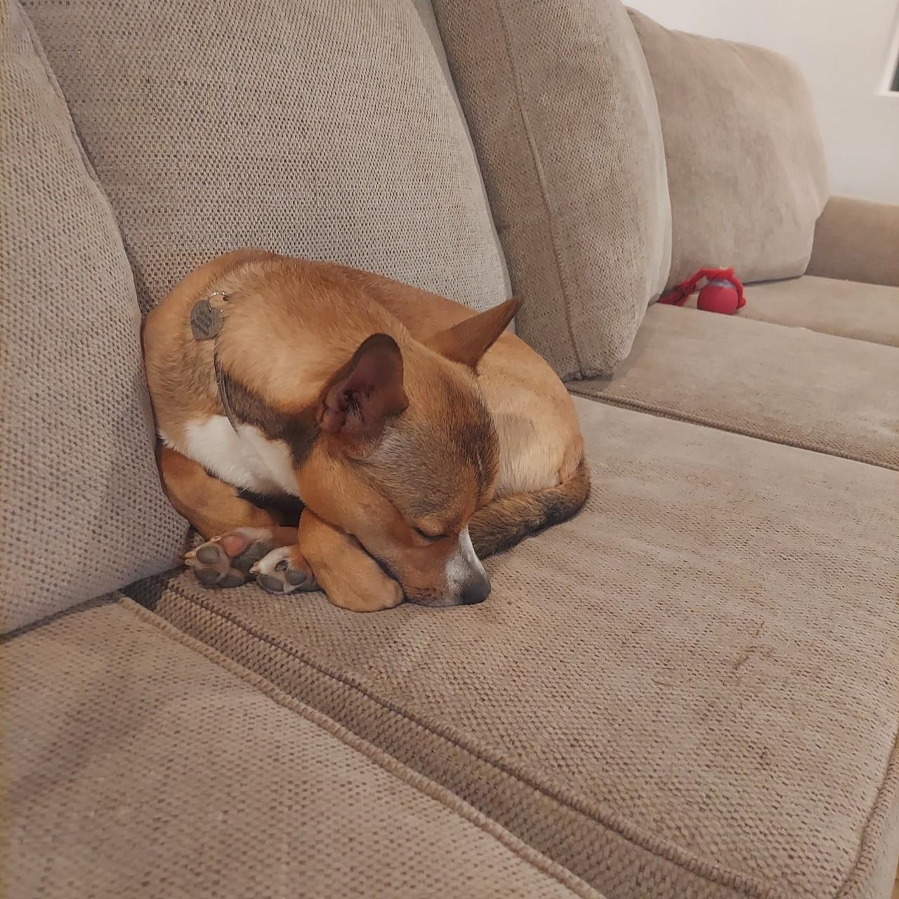 Enlarge Caleb, a Adoptable mixed breed in Los Angeles, CA image 4/5