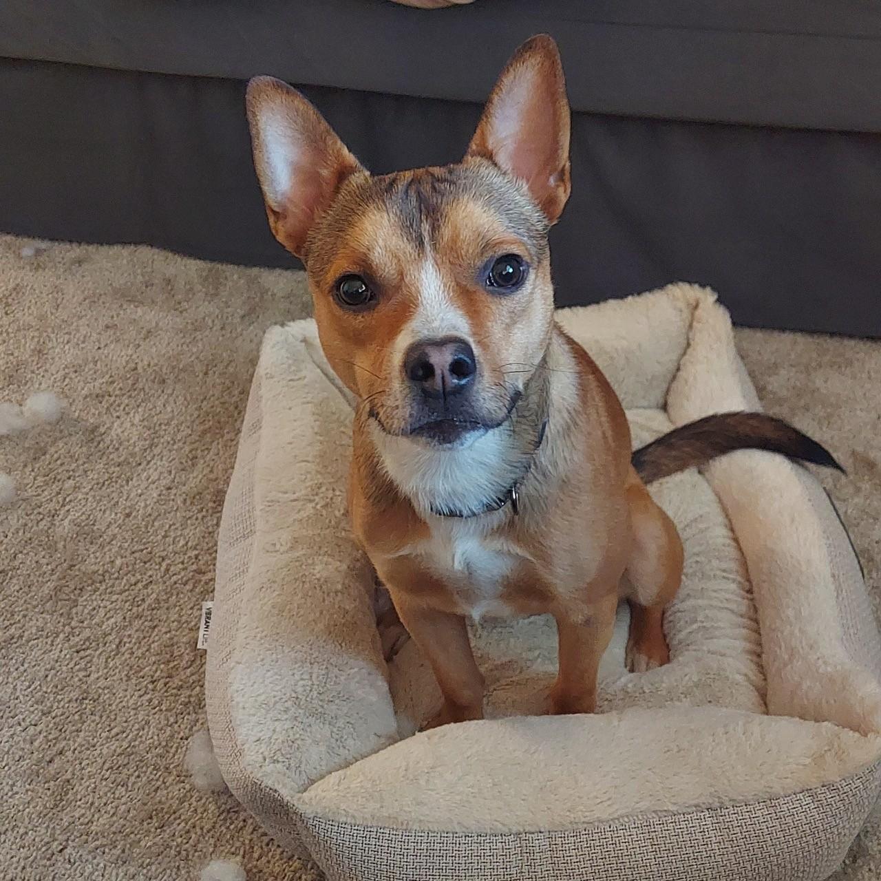 Enlarge Caleb, a Adoptable mixed breed in Los Angeles, CA image 5/5