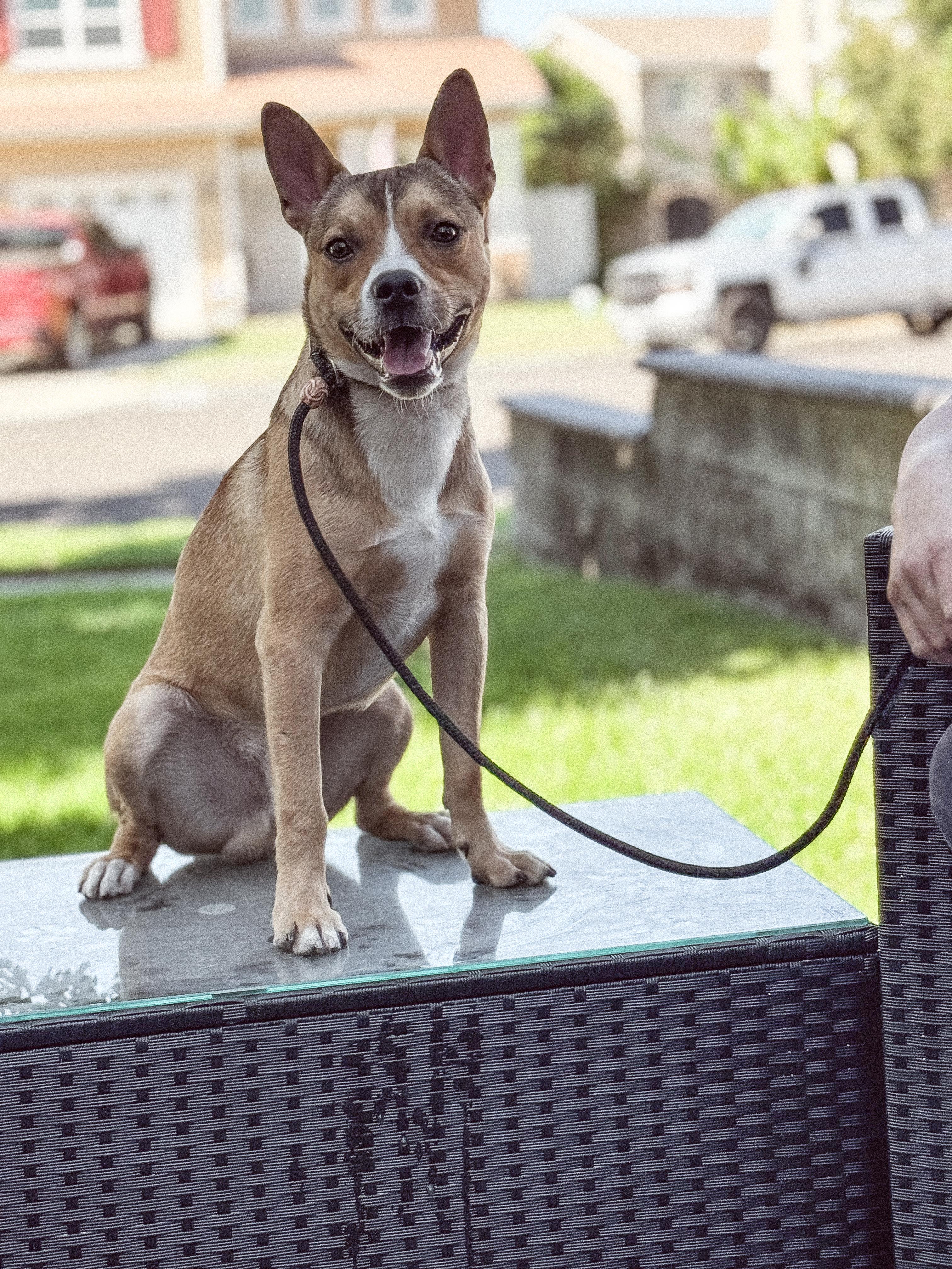Enlarge Caleb, a Adoptable mixed breed in Los Angeles, CA image 5/6