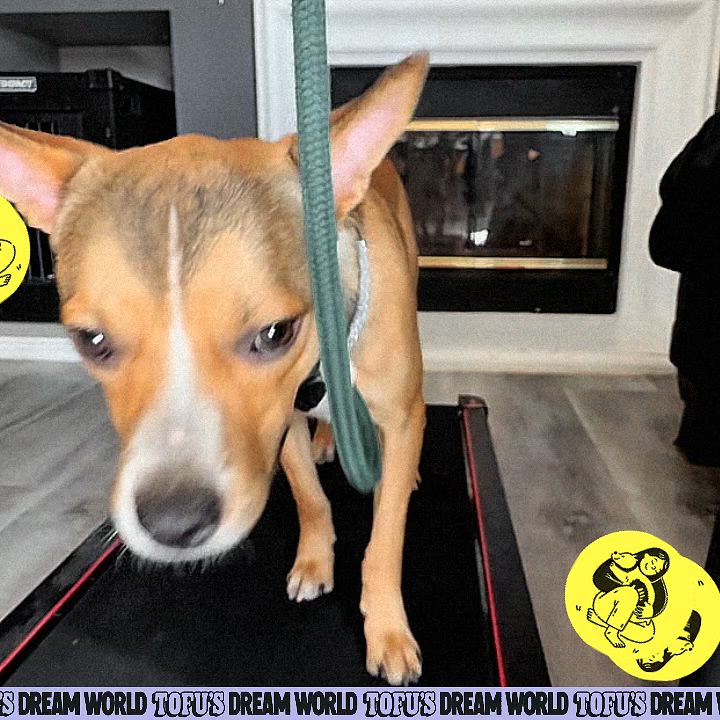 Enlarge Caleb, a Adoptable mixed breed in Los Angeles, CA video 6/6