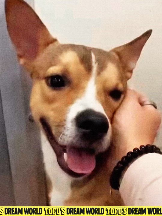 Enlarge Caleb, a Adoptable mixed breed in Los Angeles, CA video 2/6